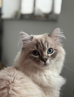 Heilige Birma Kater suchen neues Zuhause - Luckenwalde