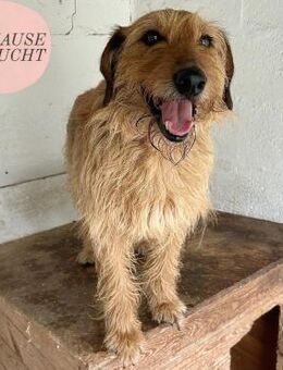 MORI sucht sein forever Home❤️ - Saarbrücken