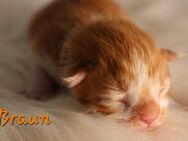 Maine coon Kitten - Pirmasens Zentrum