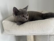 Bkh babykatze mit Zubehör - Bischofsheim