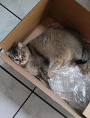 Katzenfutter zu verschenken in 44137