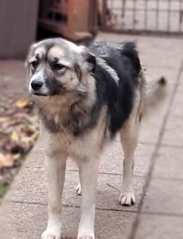 Cora - sanfte Seele sucht Zuhause - Hausen (Würzburg)