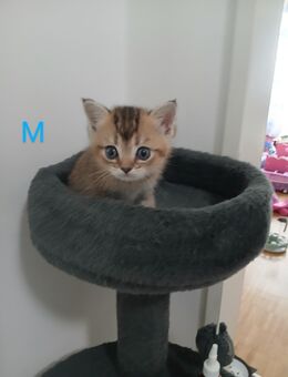 BKH Kitten Champions Familie - Hamburg