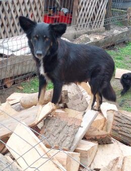 Erbse sucht ihr eigenes Körbchen - Celle