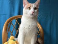 Joby - der verspielte Kater - Kirchheim (München)