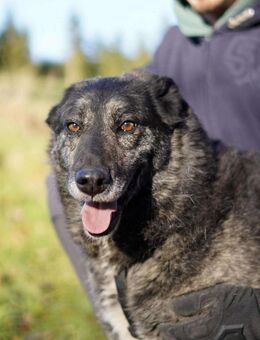 Lieber großer Opa Chico sucht DICH - Neuberg