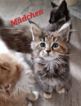 Maine Coon Kitten kleine Flauschkugeln - Westerkappeln