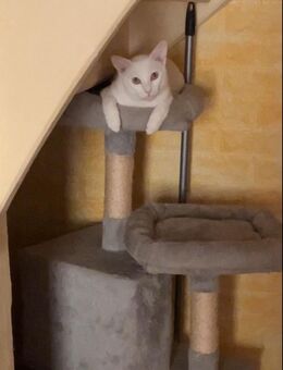Junger Siamkater - Triefenstein