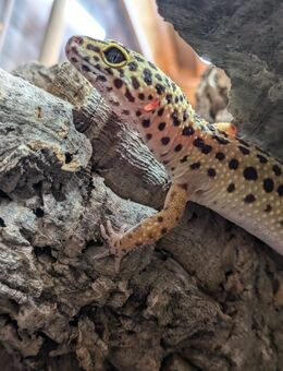 4 Leoparden Geko Weibchen abzugeben - Dortmund