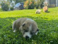 9 Akita Inu Welpen - Uckermark
