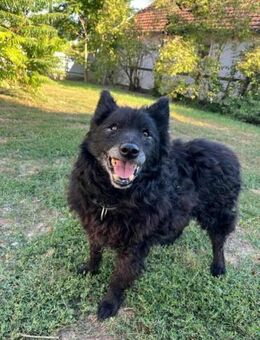 Szello sucht liebevolles letztes Zuhause - Nordwalde