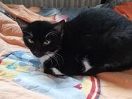 VERKAUFE EINE HAUSKATZE - Oberhausen