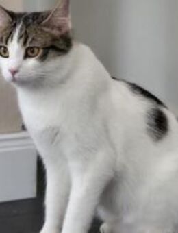 Kater Balou sucht seine tollkühne Crew - München