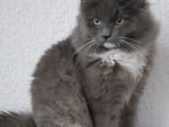 Maine Coon / Norw. Waldkatze - Wittenberge