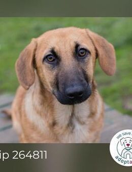 Chip 264811 sucht ein Zuhause - Kirchzell