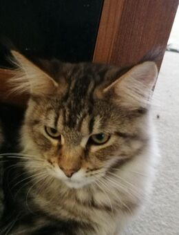 Maine Coon kitten - Berlin