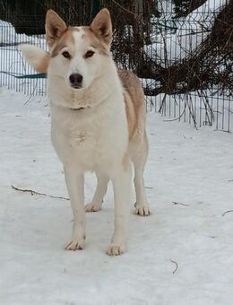 SIMONA - Hündin mit Familientalent - Augsburg