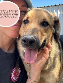 Verschmuster BURBON sucht forever Home❤️ - Saarbrücken