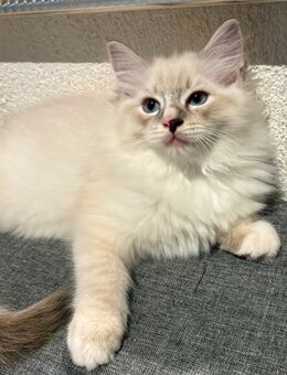 Ragdoll Katzenbabys - Heidelberg