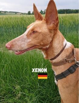 Xenon - Bildschöner Podenco - Heppenheim (Bergstraße)