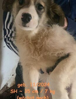 Lucas Fluffiger Charmeur - Rinteln