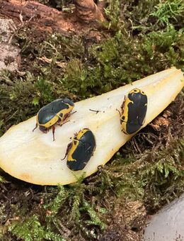 Pachnoda sinuata flaviventris - Weißenthurm