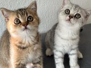 BKH Kitten suchen liebevolles Zuhause - Hopsten