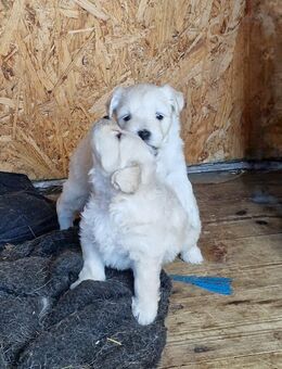 Maltipoo mix Welpen - Kandern