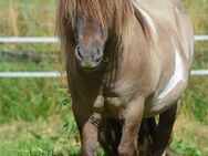 Deckanzeige PH Gigolo v Fliederhof * Shetlandpony U87 cm - Großenkneten