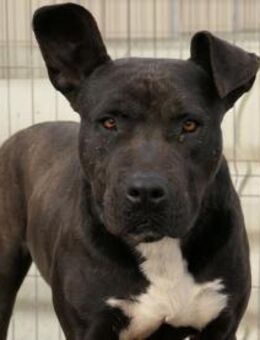 Unsere freundliche Luna sucht Dich - Kallmünz