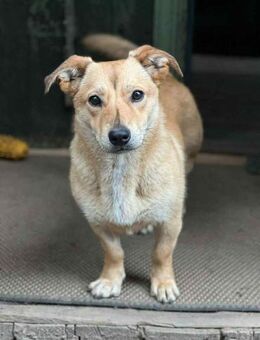 Sanfte Martha sucht liebevolles Zuhause - Duisburg