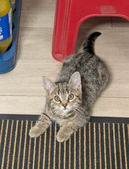 Süße Babykatze - Ahorn (Baden-Württemberg)