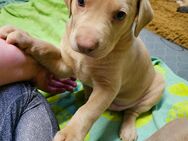 7 sehr süße Weimaraner Labrador Harzer Fuchs Welpen - Rahden