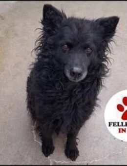 zauberhafte Bella sucht eine Familie - Margetshöchheim