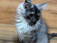 Black smoke Maine coon kitten Kater - Gelsenkirchen
