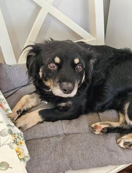 Tuca wünscht sich Kuschelkörbchen - Greiz