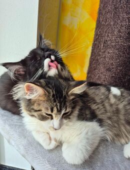 Waldkatze Mädchen und Junge (2 Stück) - Treuchtlingen