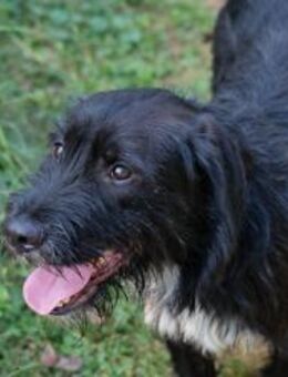 YUNO - fröhlich durch's Gelände eilen - Overath