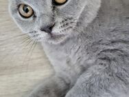 Edel Blue Kitten - Elkenroth