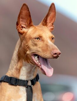 Lupita süß und schüchtern - Bochum