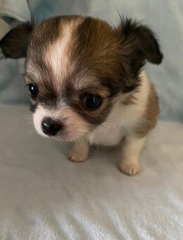 Typvolle Chihuahuawelpen mit VDH-Papieren suchen ihr Traumzuhause - Hemer