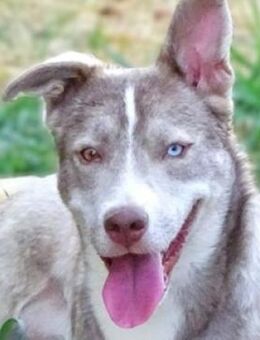 BEN sucht liebevolles Zuhause - Gefrees