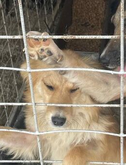 Maddy sucht ein liebevolles Zuhause - Blankenheim (Nordrhein-Westfalen)