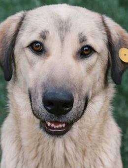 Gino Liebevoller, charmanter Rüde - Berlin