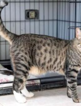 Katze Other 2 - Bochum