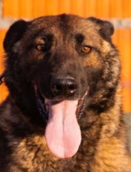 Malinois Brita 💗 sucht aktive Familie - Hamburg