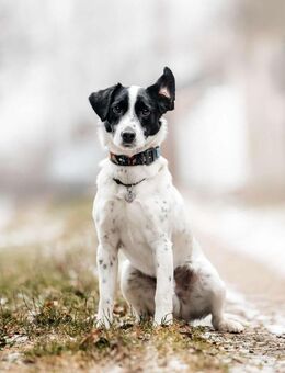 Lebensfroher Henry sucht seine Familie - Duisburg