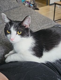 Katze (2 Jahre) - Steinfurt