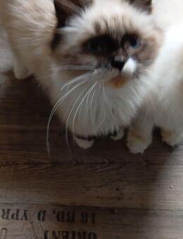 3 Wunderschöne Kitten(Kater) - Niddatal Zentrum