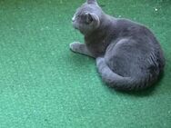 British Short Hair Cat - Ludwigshafen (Rhein)
